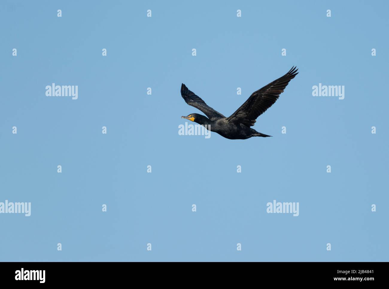 Double-crested cormorant (Phalacrocorax auritus) in flight, Frank Lake, Alberta, Canada Stock Photo