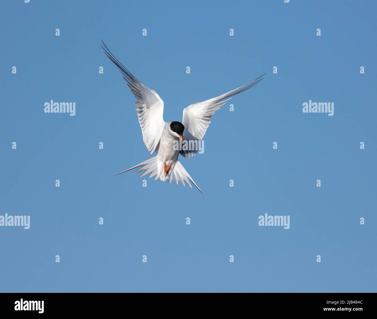 Forster’s tern (Sterna forsteri) in flight, Frank Lake, Alberta, Canada Stock Photo