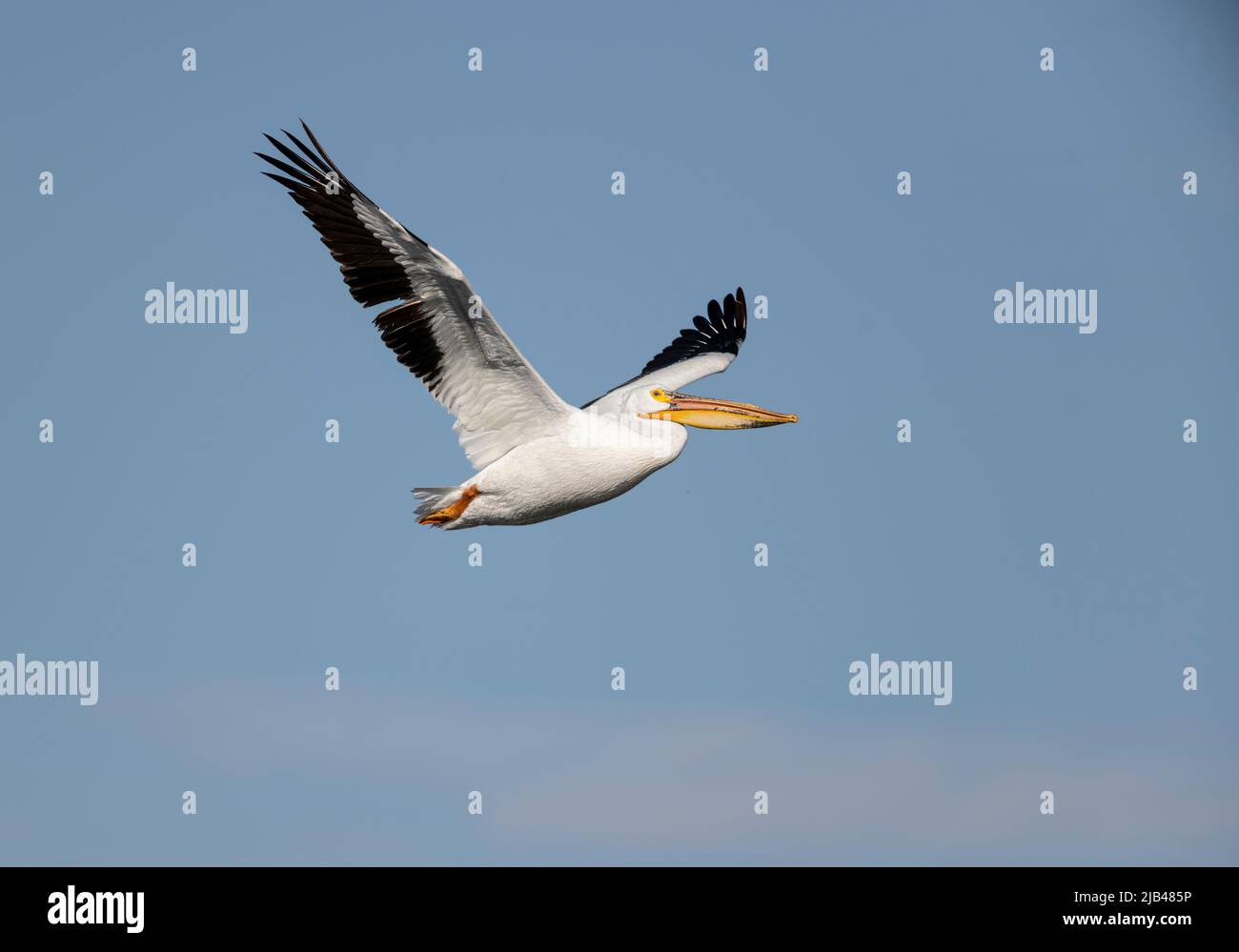 American white pelican (Pelecanus erythrorhynchos) in flight Frank Lake, Alberta, Canada Stock Photo