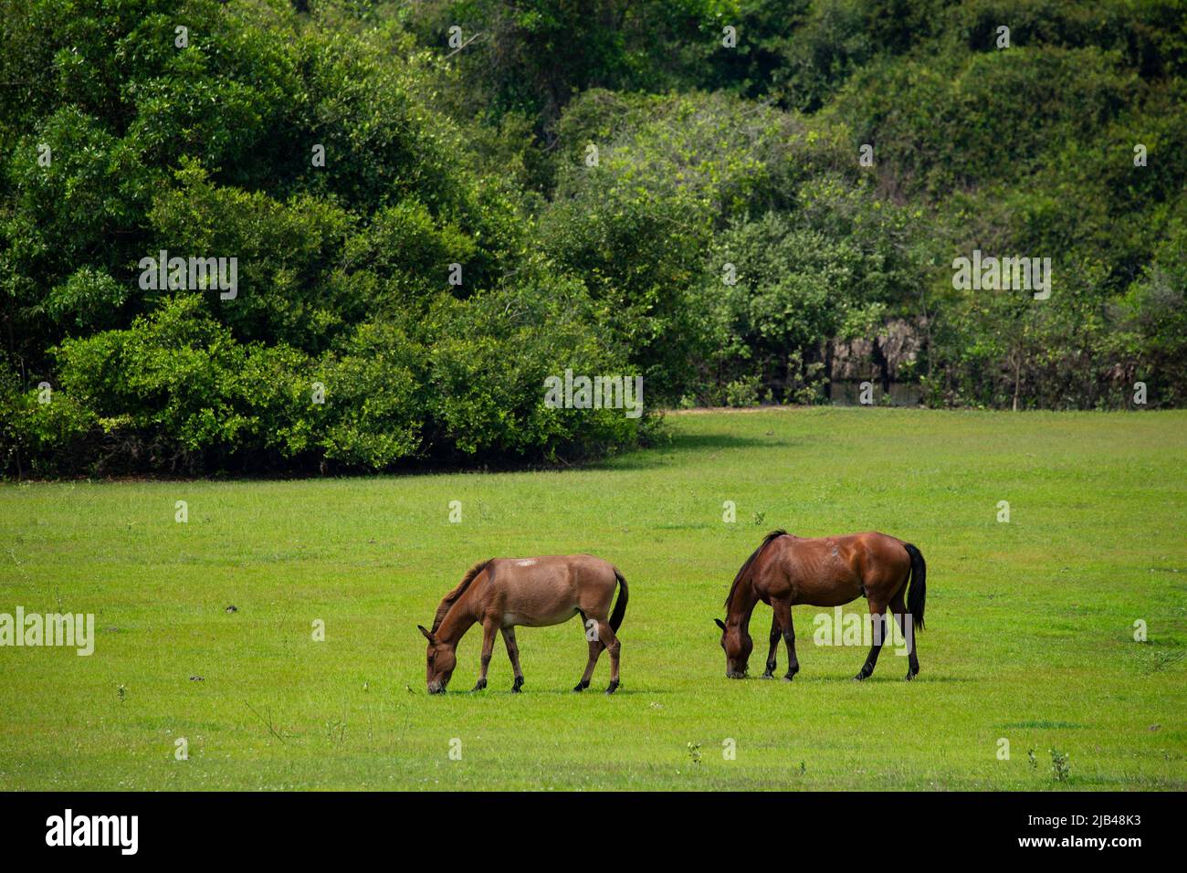 Horses grazing at Fazenda Barranco Alto, Pantanal Stock Photo