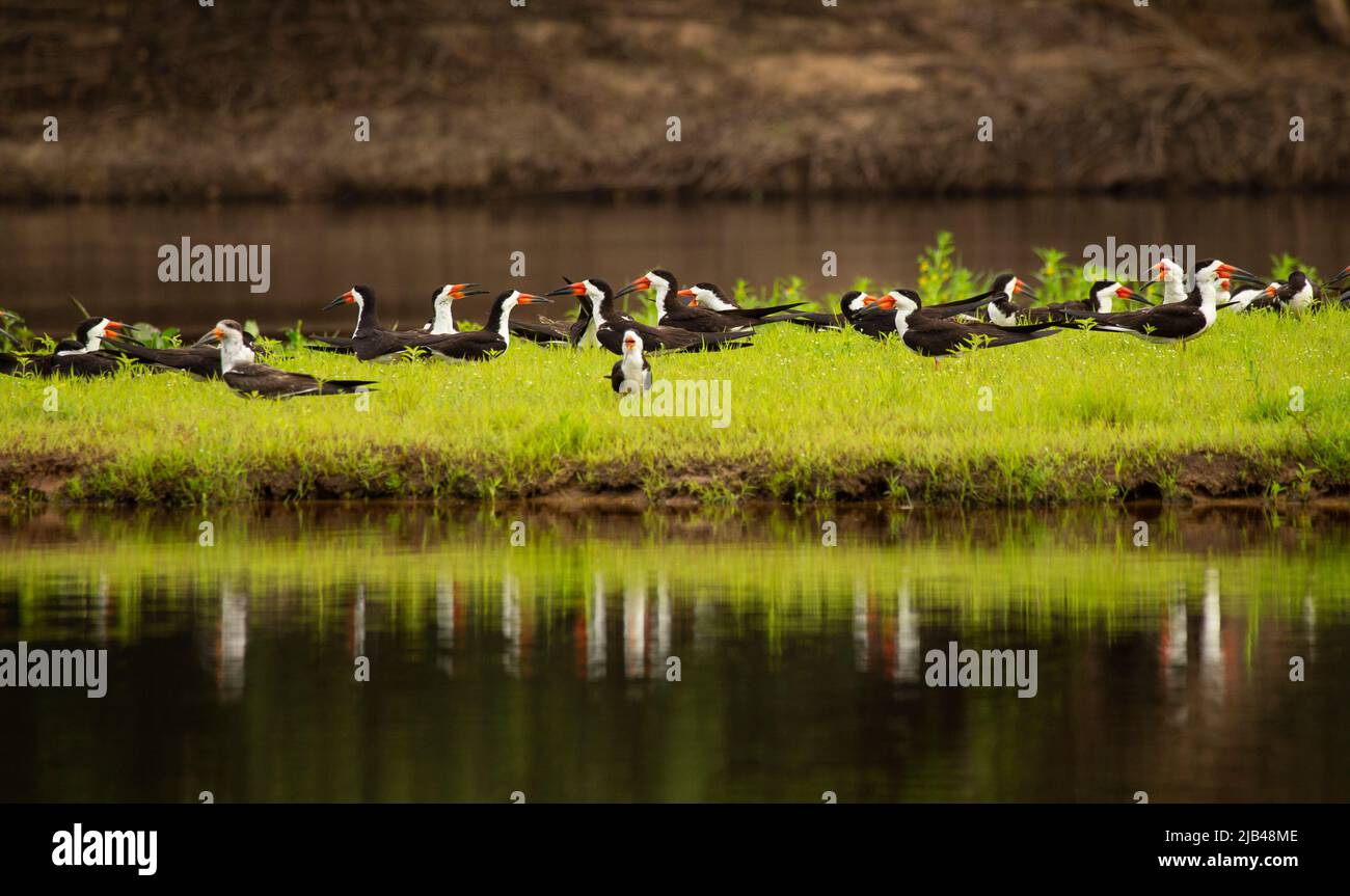 Black Skimmer (Rynchops niger) flock on riverbank Stock Photo