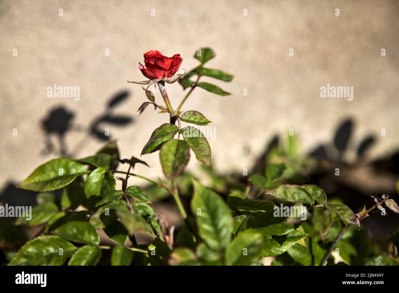 Micro Red Roses Tiny red miniature rose in bloom seen up close Stock Photo - Alamy