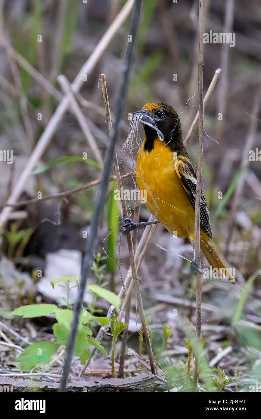 Nesting female Baltimore oriole (Icterus galbula Stock Photo Alamy