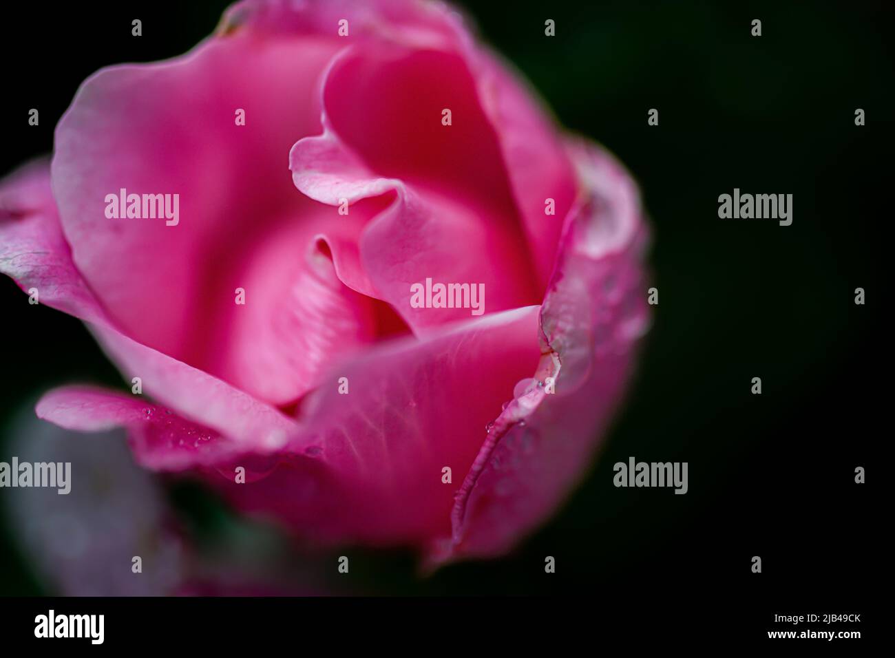 Water droplets on knock out shrub rose flowers and leaves - water drops on flower petals and leaf - raindrop and raindrops on plants - Rosaceae - Rosa Stock Photo