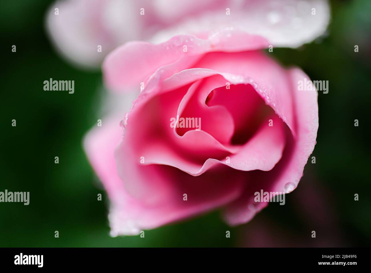 Water droplets on knock out shrub rose flowers and leaves - water drops on flower petals and leaf - raindrop and raindrops on plants - Rosaceae - Rosa Stock Photo