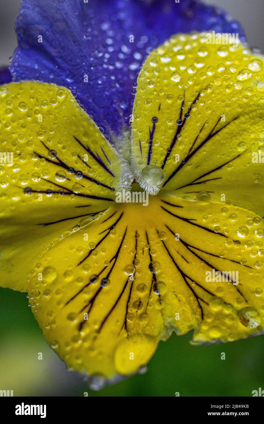 Water droplets on pansy flowers and leaves - water drops on flower petals and leaf - pansies with raindrop and raindrops on Viola × wittrockiana Stock Photo