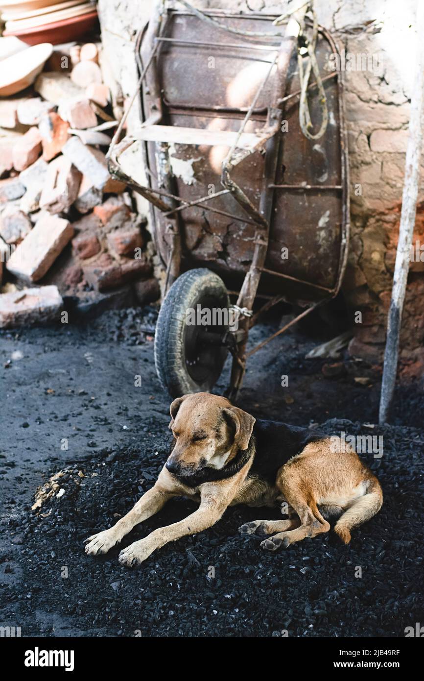 Sleeping dog lying on the floor of a ceramic construction pottery. Maragogipinho, city of Aratuipe in Bahia, Brazil. Stock Photo