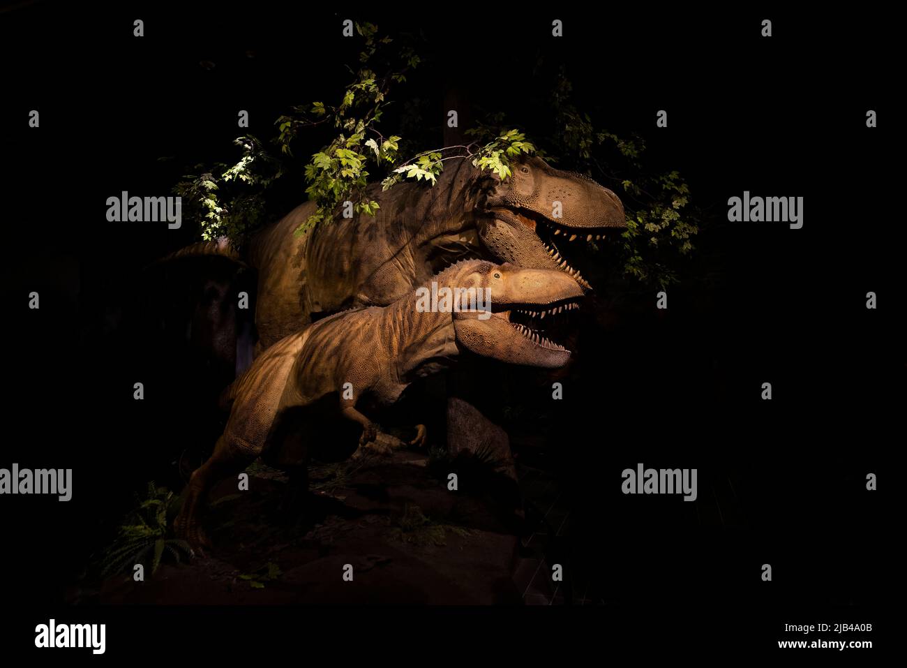 Tyrannosaurus rex family (rex meaning "king" in Latin Stock Photo Alamy