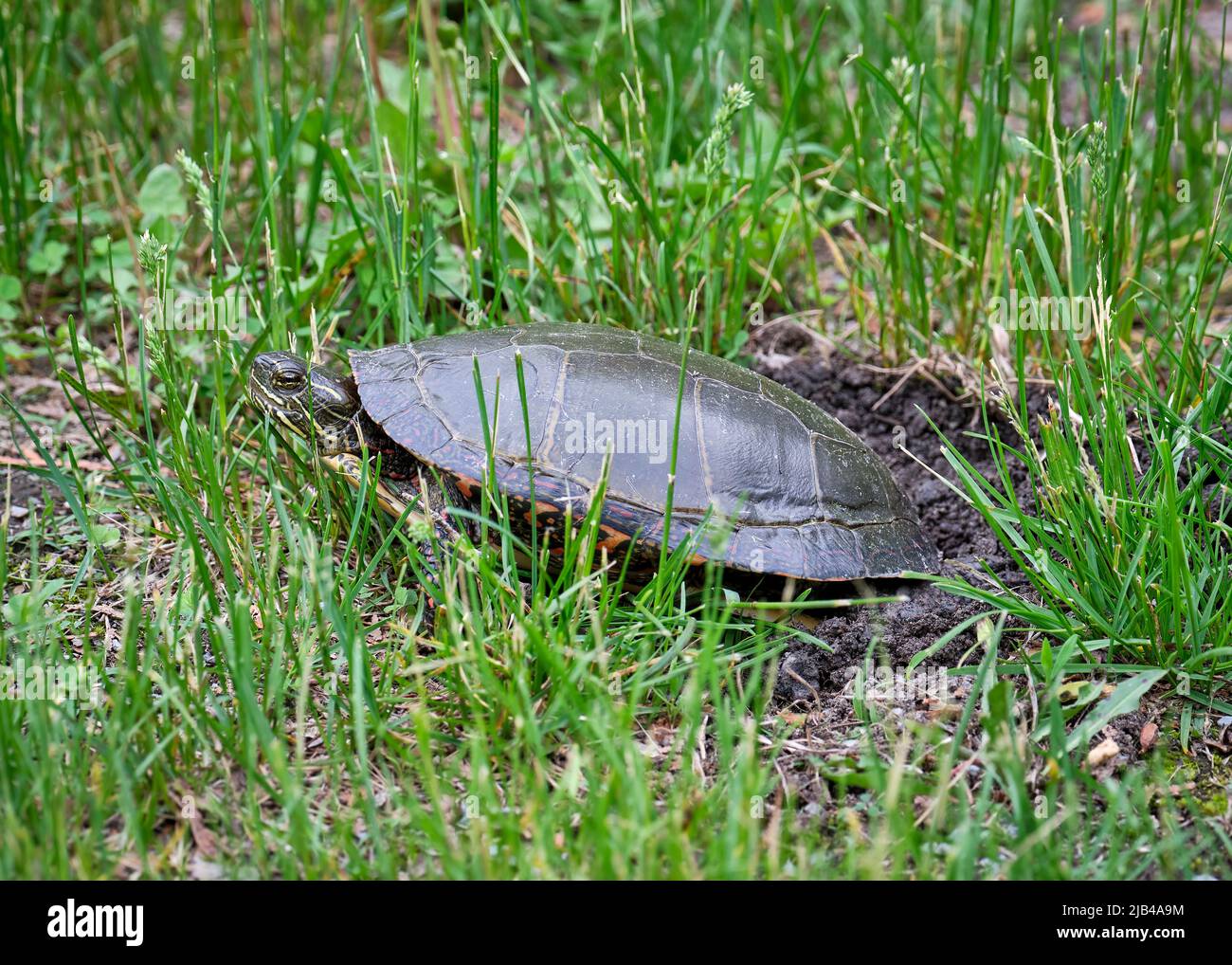 Turtle digging hires stock photography and images Alamy