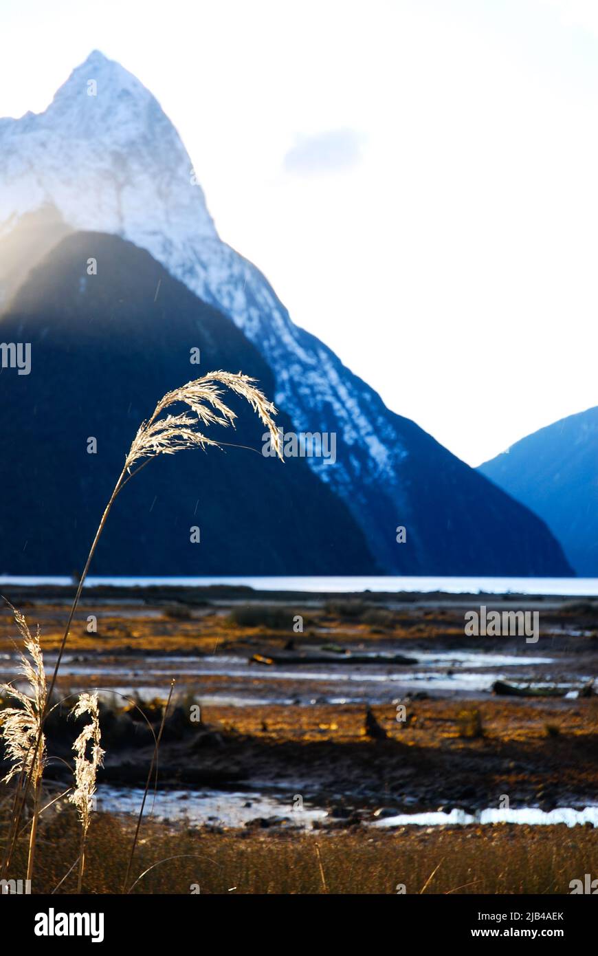 Toi toi plant highlighted in Milford Sounds water view sunset snowcapped volcano in South Island of New Zealand Aotearoa Stock Photo