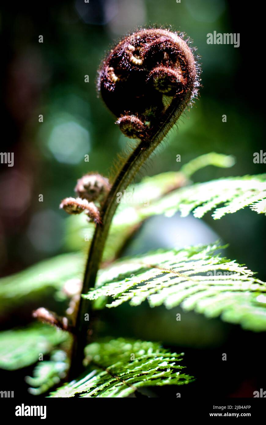 Close up view of koru fern plant in New Aealand Aotearoa Stock Photo