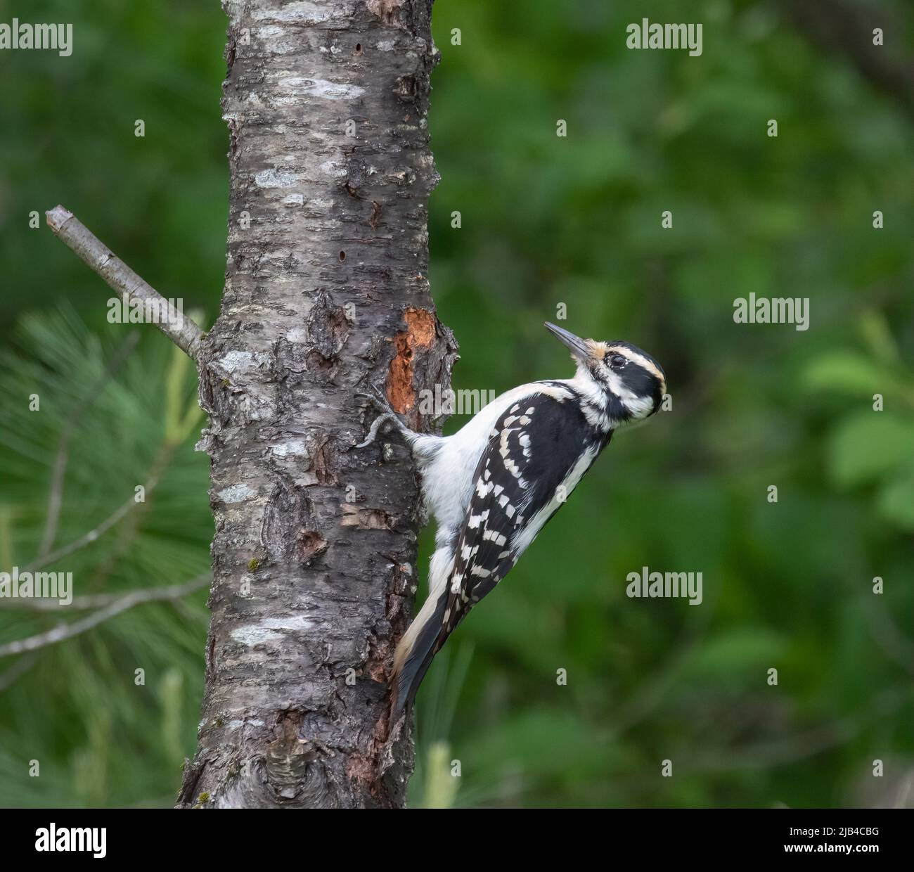 A Hairy Woodpecker on  a birch tree Stock Photo