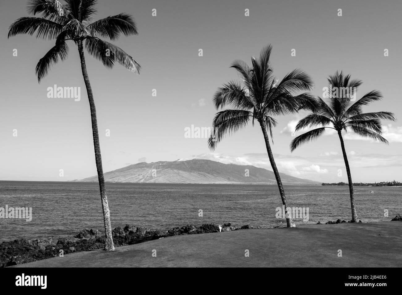 Tropical palm coconut trees on sky, nature background. Palms exotic ...