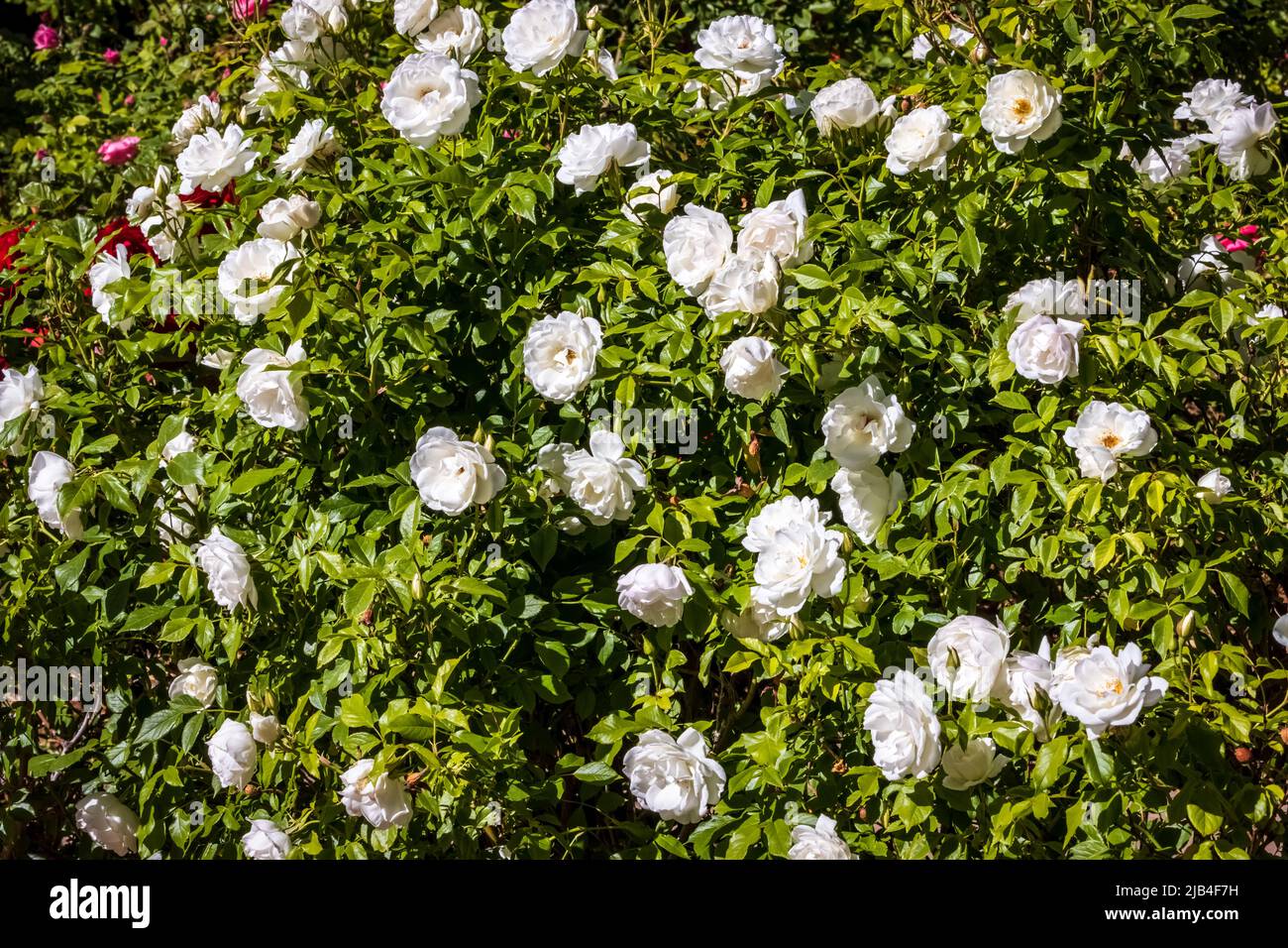 White Roses Feild Field of white roses hi-res stock photography and images - Alamy