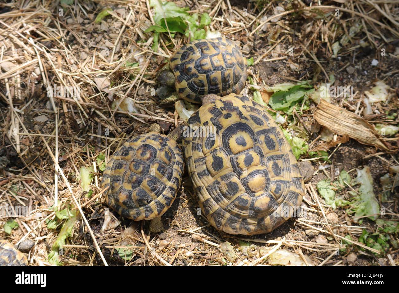 Hermann's Tortoise (Scientific name Testudo Hermanni Stock Photo Alamy