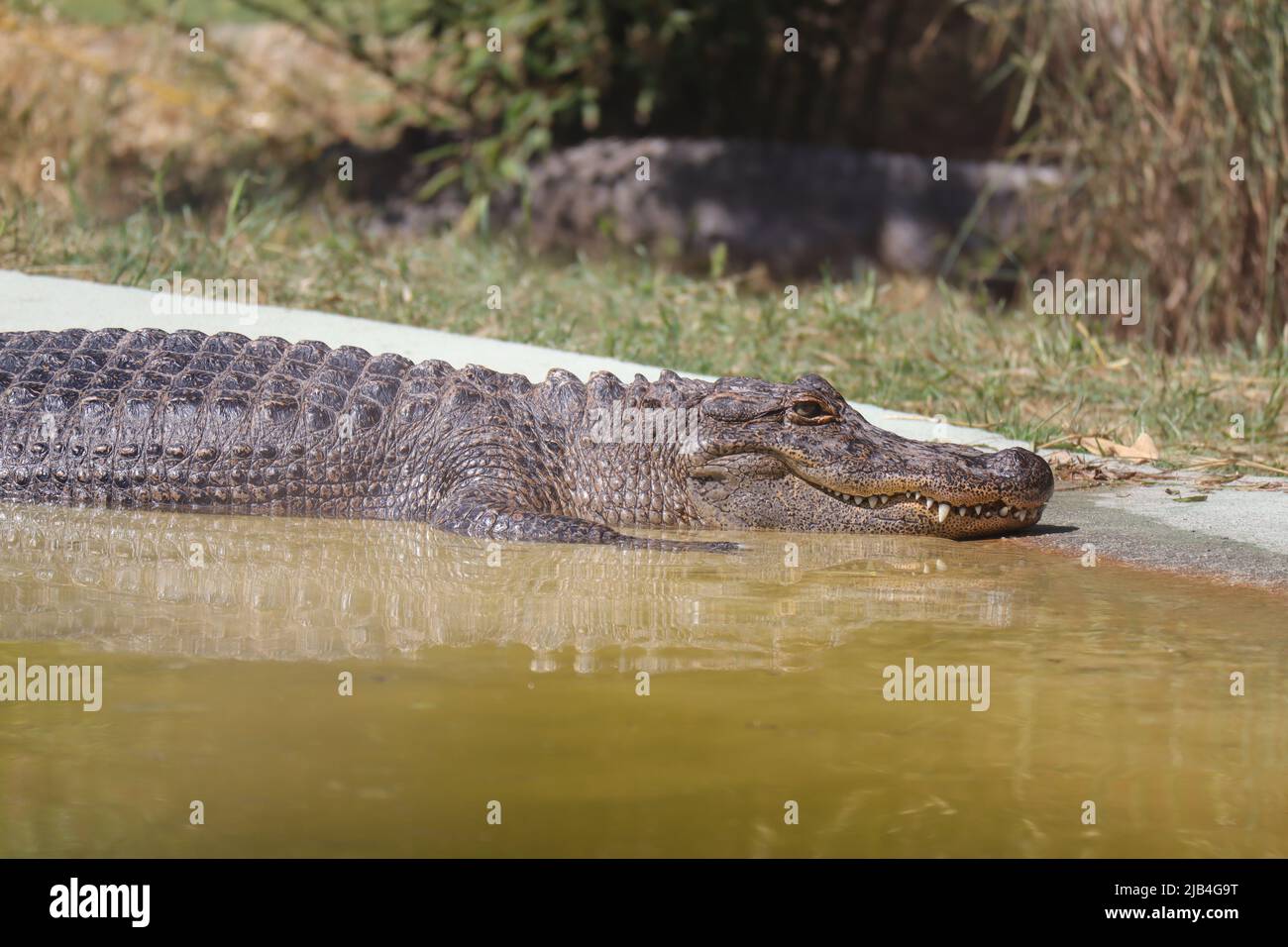 Spectacled Caiman (Scientific name Caiman crocodilus Stock Photo Alamy