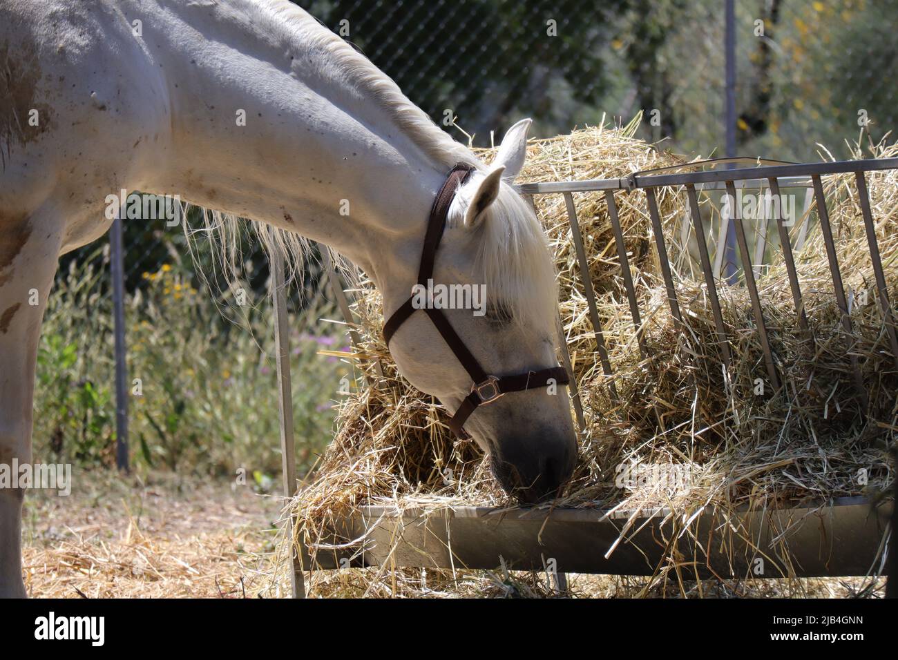 Arabian Horse, male Arab Horse (Scientific name Equus ferus caballus Stock Photo Alamy