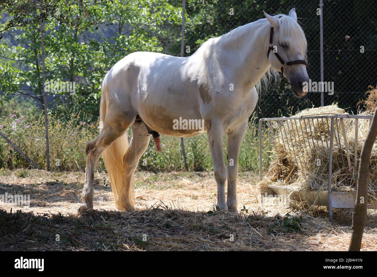 Arabian Horse, male Arab Horse (Scientific name Equus ferus caballus
