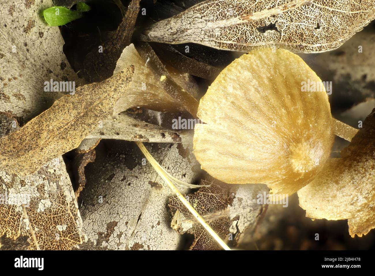 Close-up of Fungi (Mycena) growing in mulch, South Australia Stock Photo