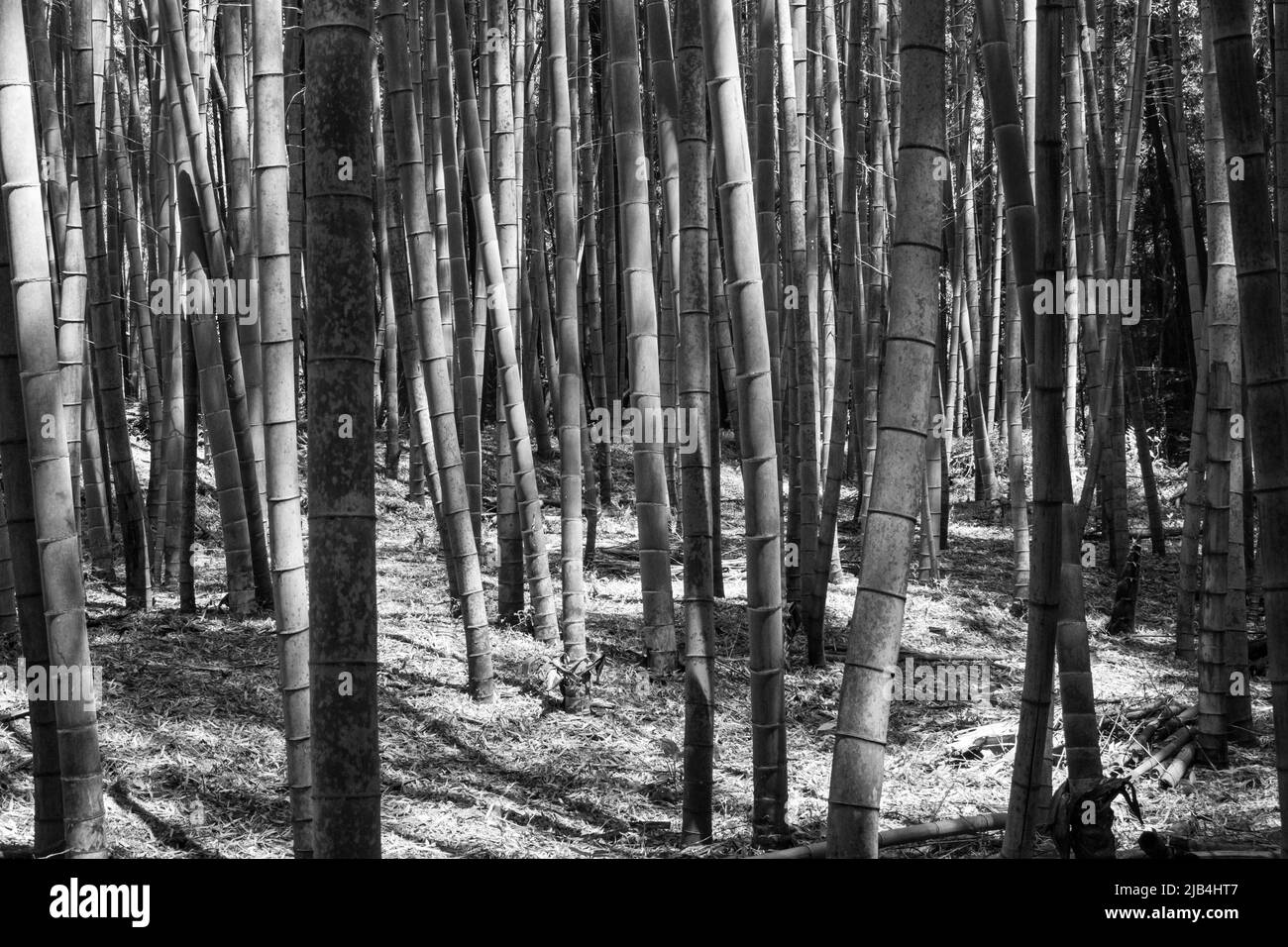 Conceptive image of private bamboo forest in monochrome (black and white) colour. Stock Photo