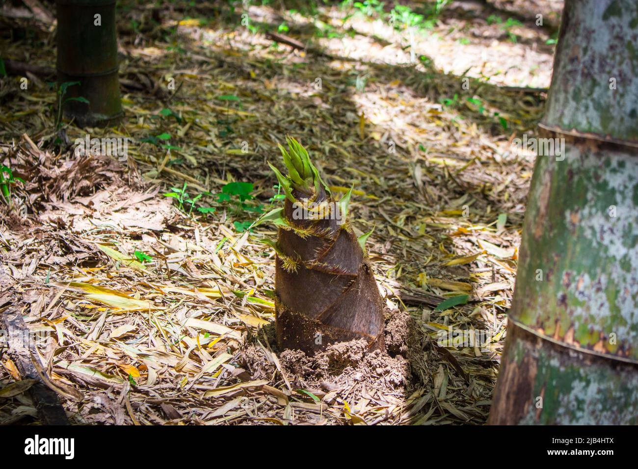 Young bamboo (Takenoko, bamboo shoot) in private bamboo grove in Nankan, Tamana, Kumamoto, Japan