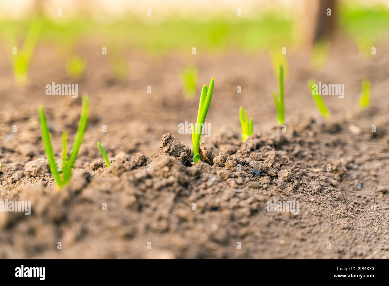 Growing green onions watering close hi-res stock photography and images ...