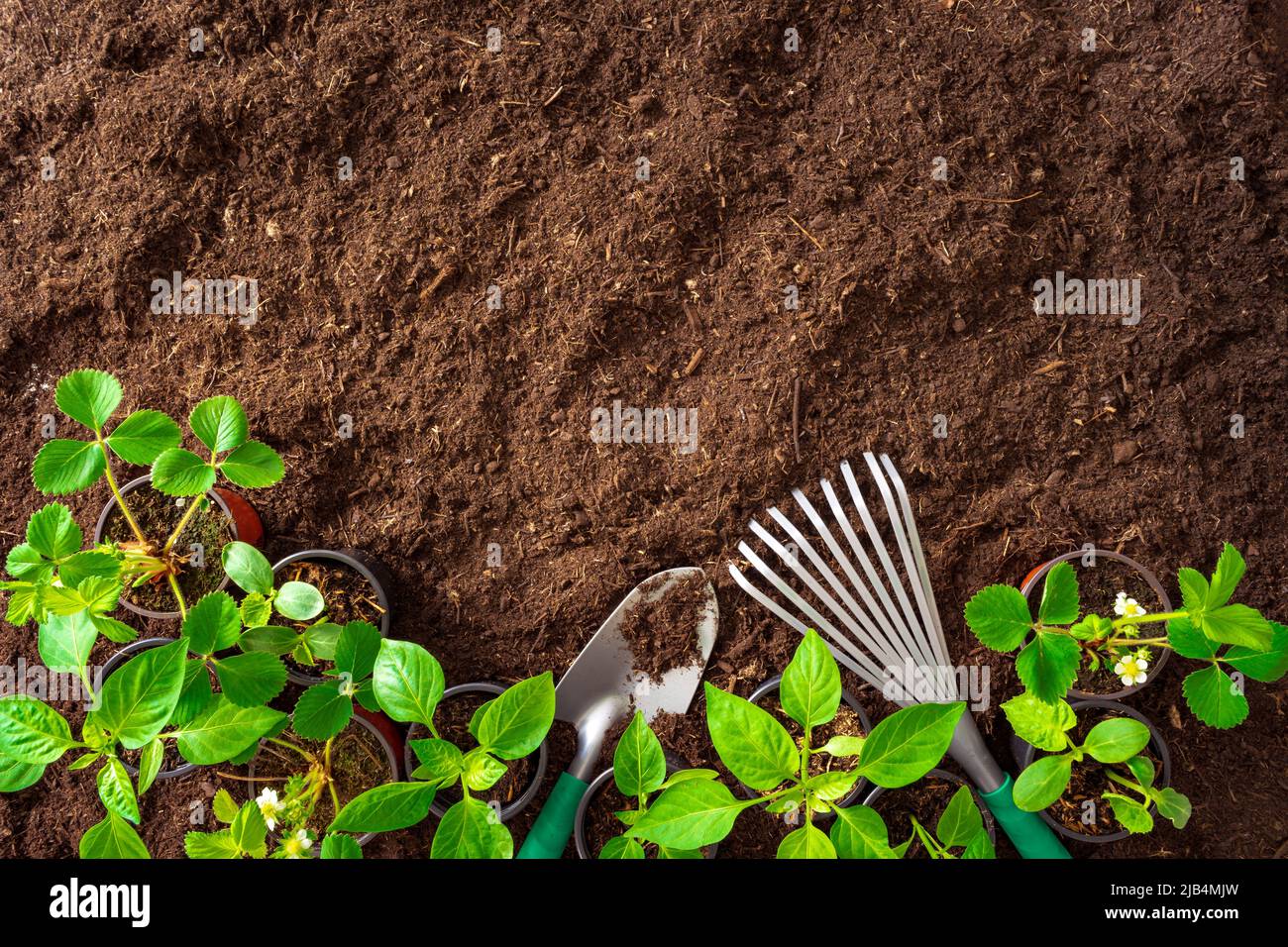 Top View of gardening tools and seedlings on soil Stock Photo
