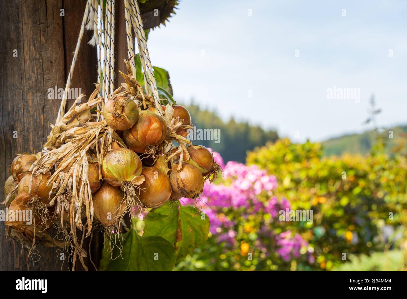 A string of golden onions hanging to dry outside Stock Photo