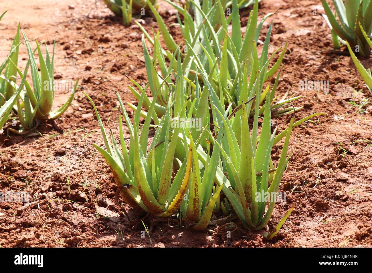 Aloe vera plants with fresh leaves grown in small groups on the ground Stock Photo