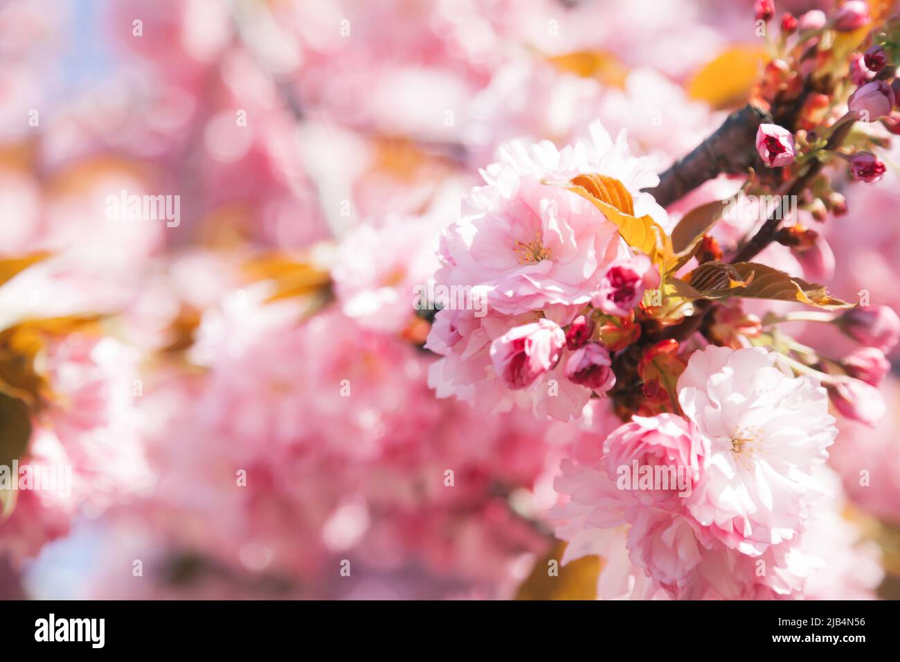 Pink sakura flowers - japanese cherry blossom Stock Photo - Alamy