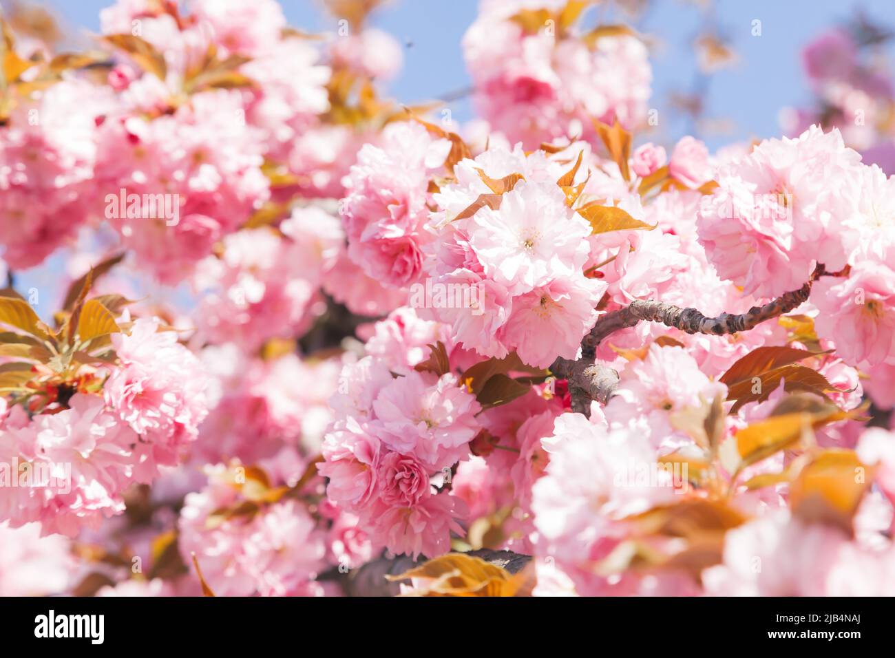 Pink sakura flowers - japanese cherry blossom Stock Photo - Alamy