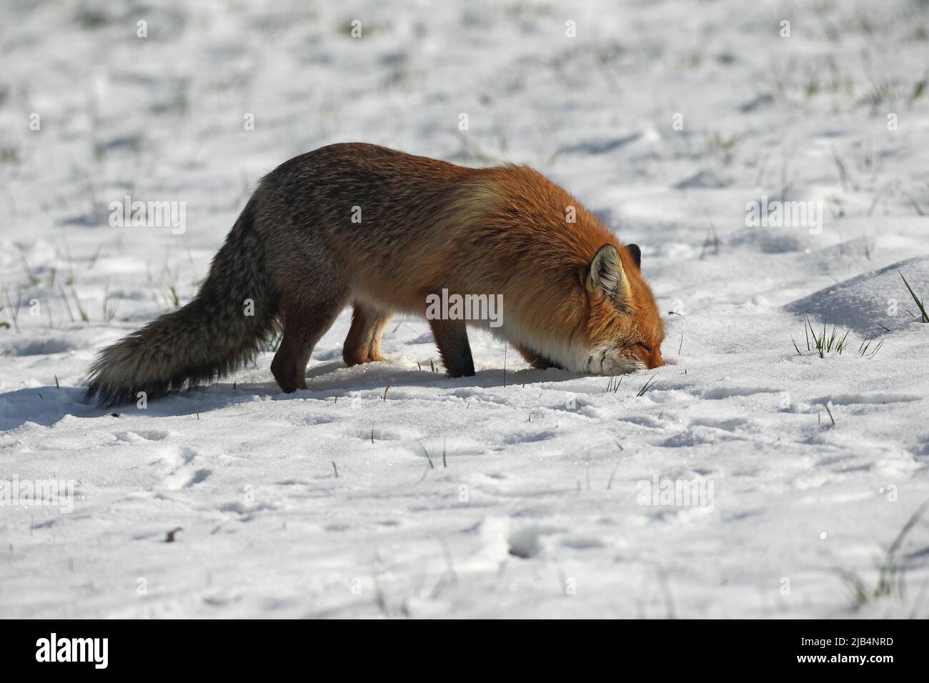 Red fox (Vulpes vulpes) hunting mice in the snow, Allgaeu, Bavaria ...