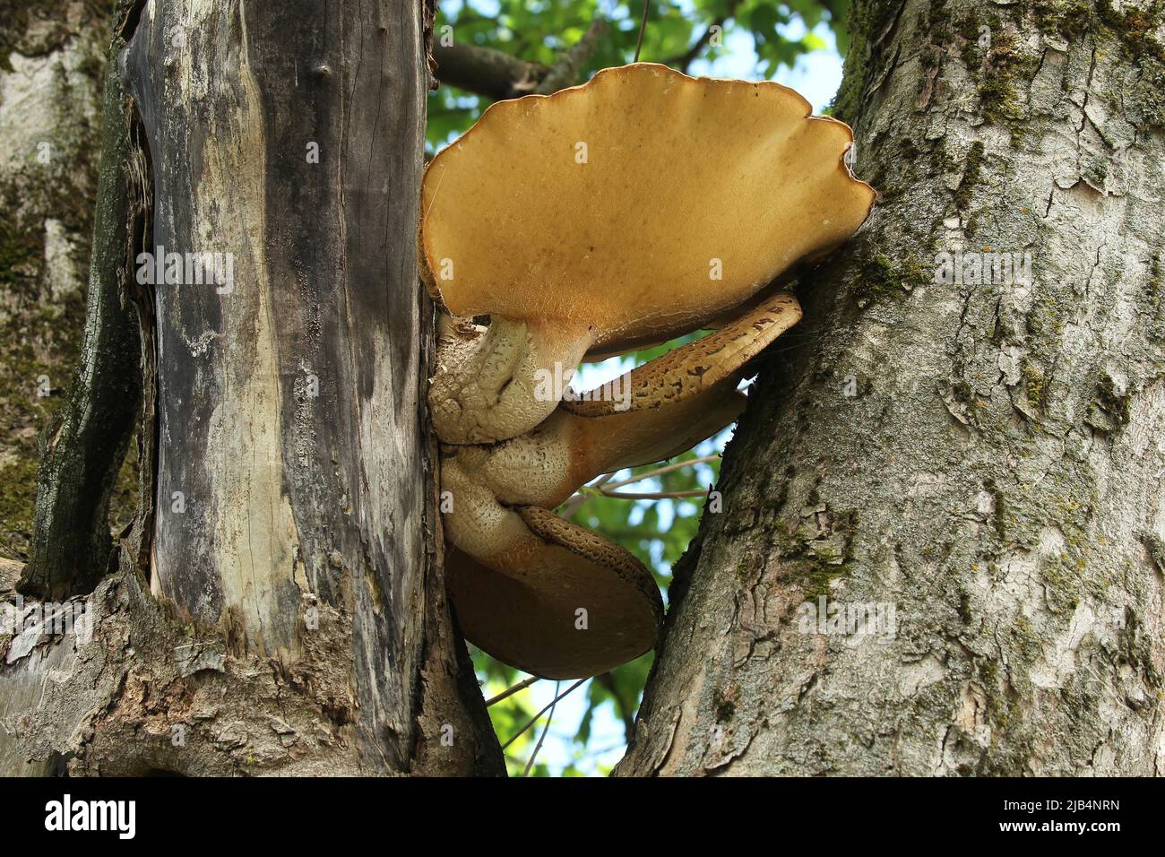 Sycomore Tree Germany Tree fungi (xylobionts) growing on old sycamore maple (Acer ...