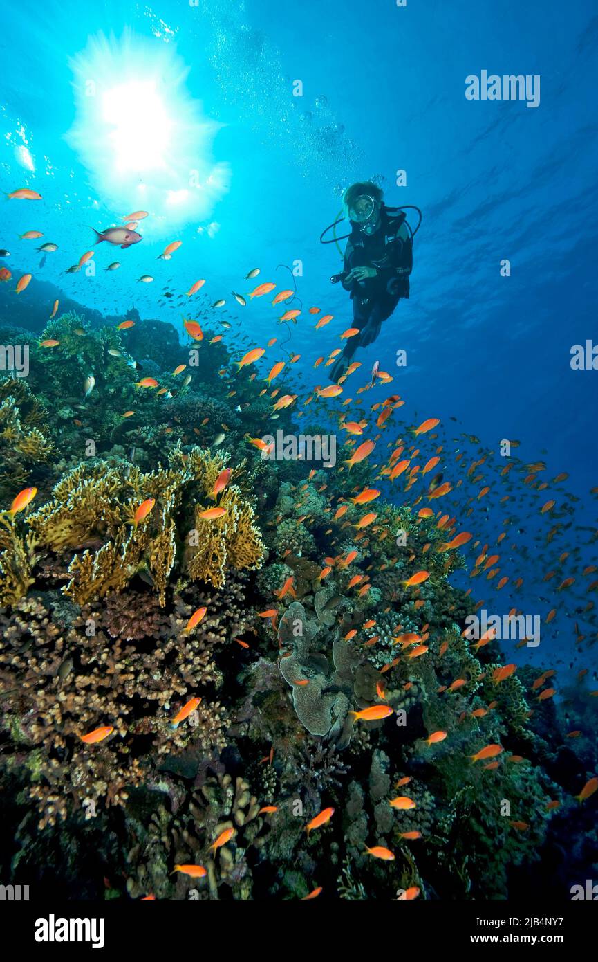 Diver swimming over coral reef looking at school of sea goldies (Pseudanthias squamipinnis), Red Sea, Egypt Stock Photo
