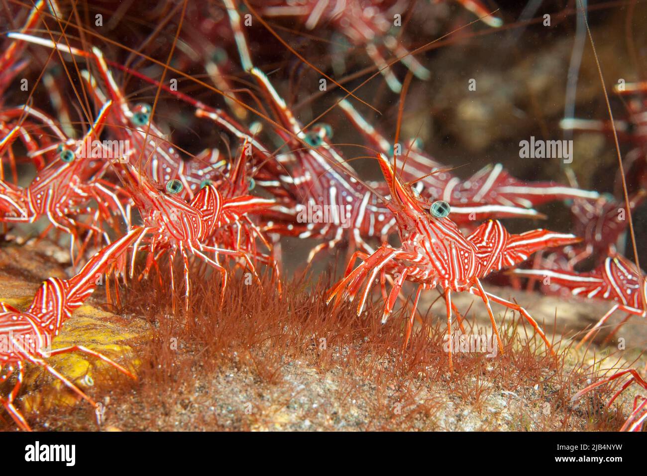 Group of camel shrimp (Rhynchocinetes durbanensis), Indian Ocean, Maldives Stock Photo