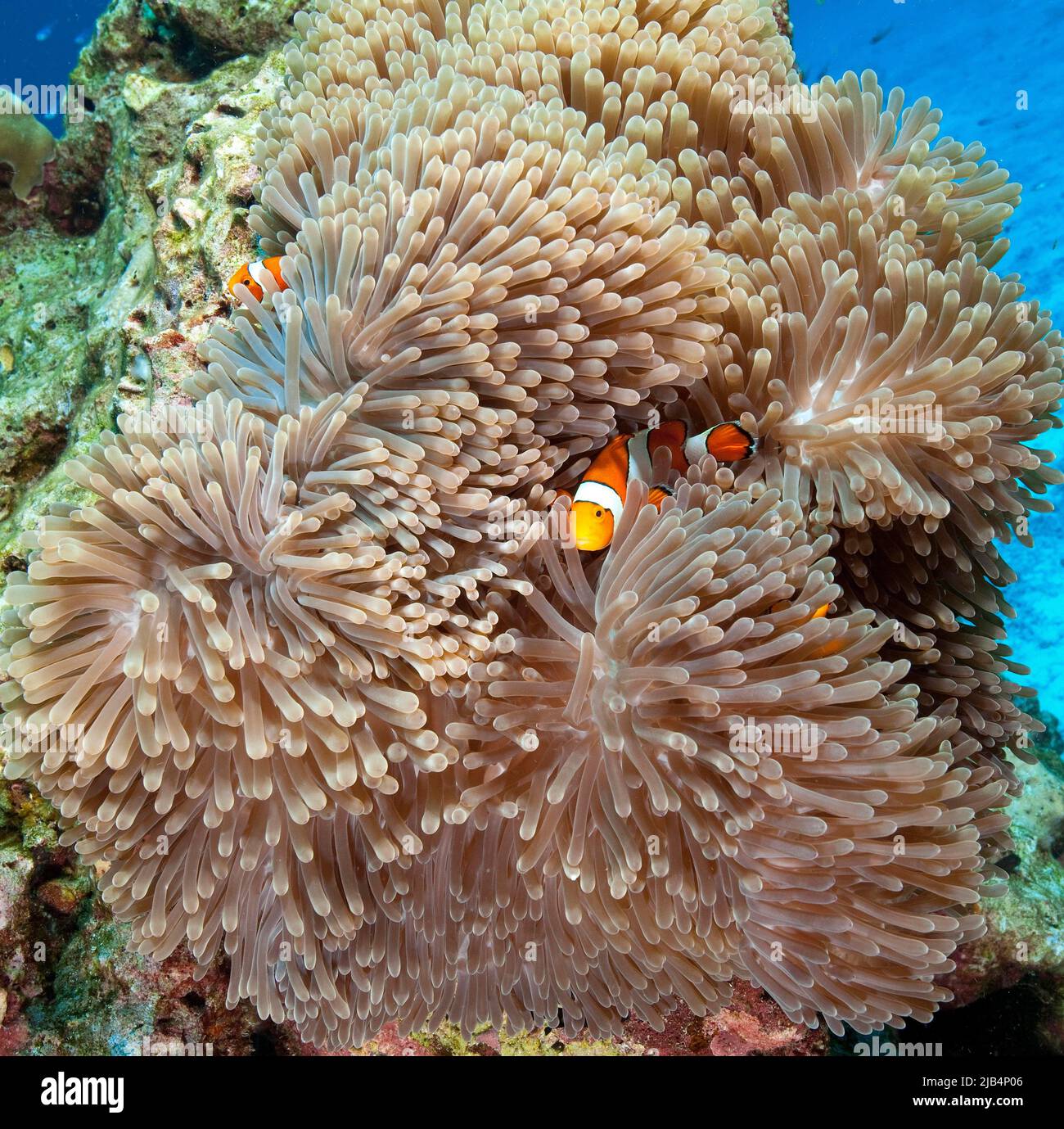 Pair of ocellaris clownfish (Amphiprion ocellaris) hiding between tentacles of giant carpet anemone (Stichodactyla gigantea), Indian Ocean, Maldives Stock Photo
