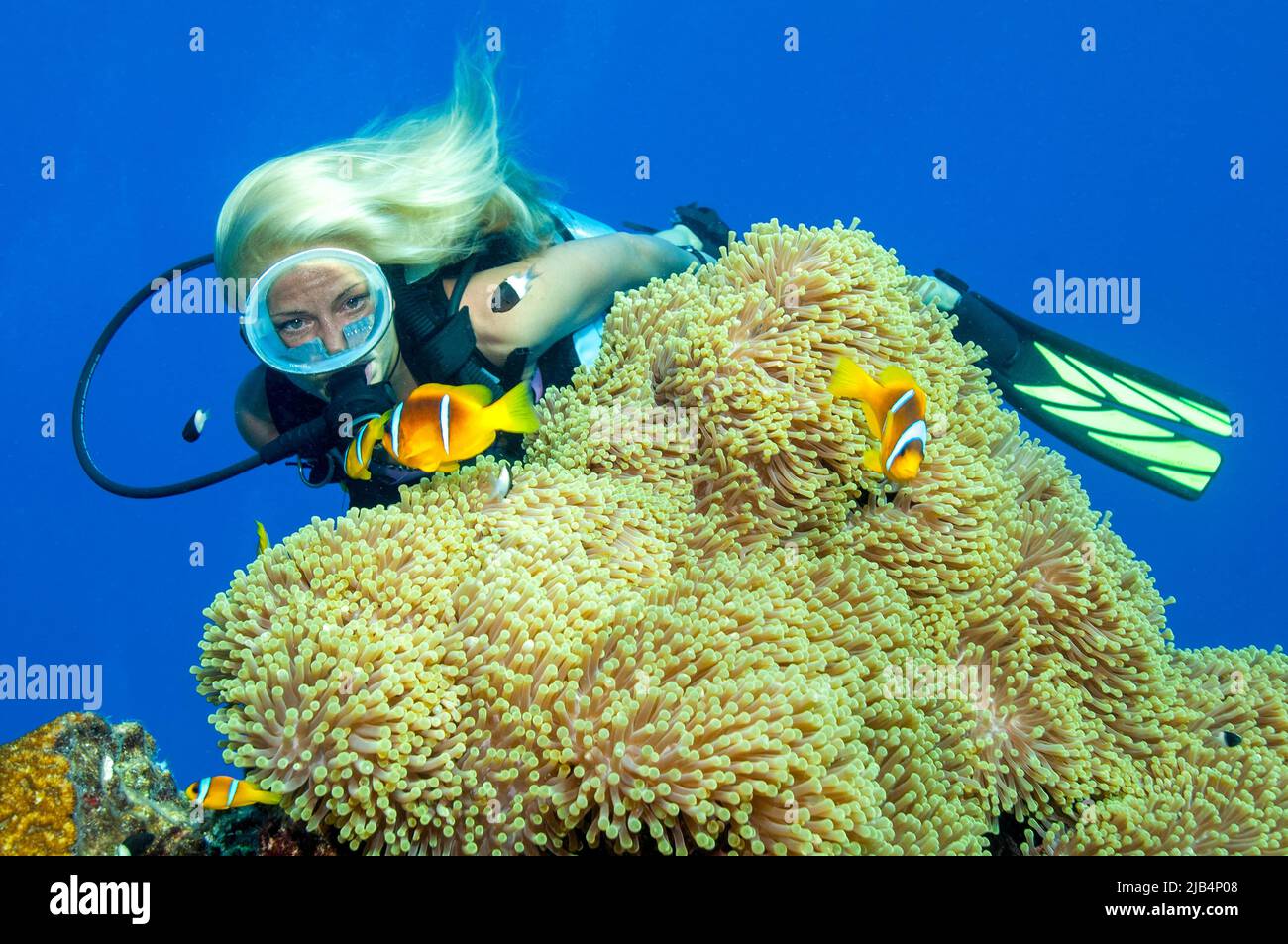Diver looking at red sea clownfishes (Amphiprion bicinctus) and giant carpet anemone (Stichodactyla gigantea), Red Sea, Hurghada, Egypt Stock Photo