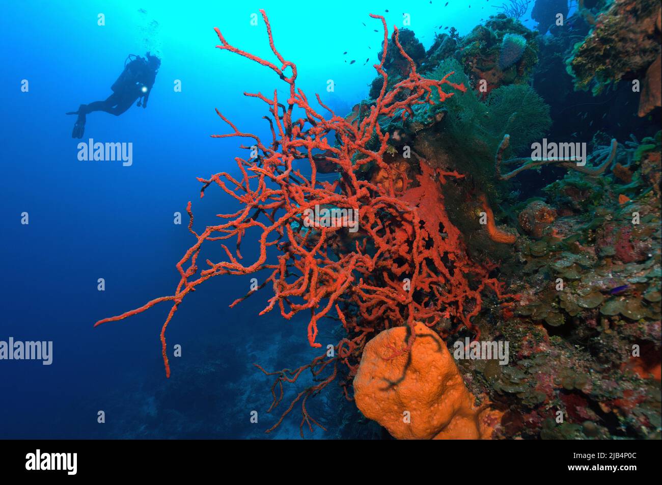 Poisonous red finger sponge (Aplysina cauliformis) growing on steep