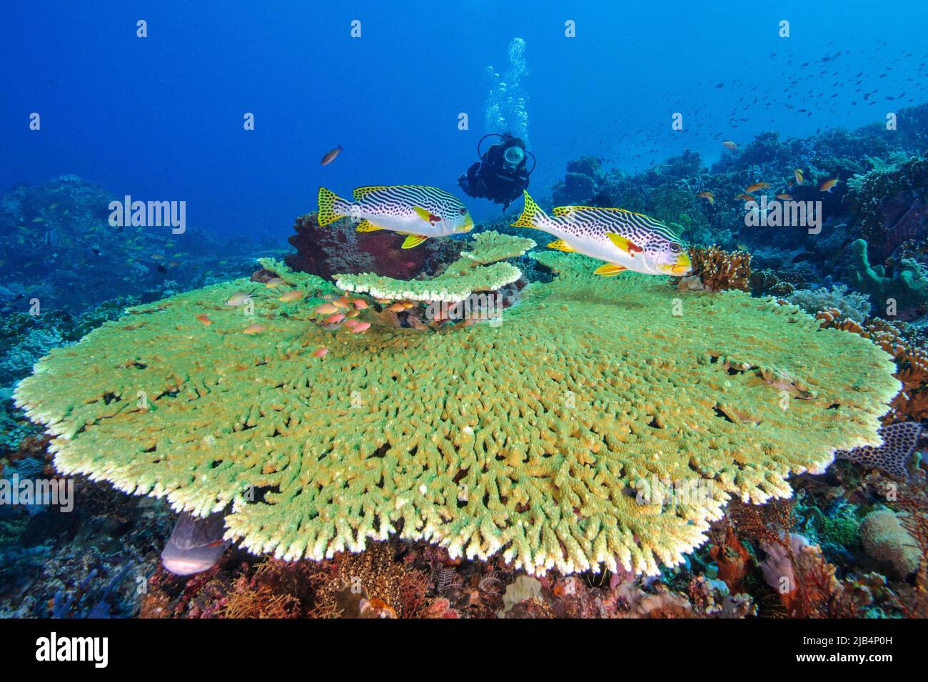 Striped diagonal-banded sweetlip (Plectorhinchus lineatus) swimming over large small polyp stone coral (Acropora clathrata), table coral, diver in Stock Photo