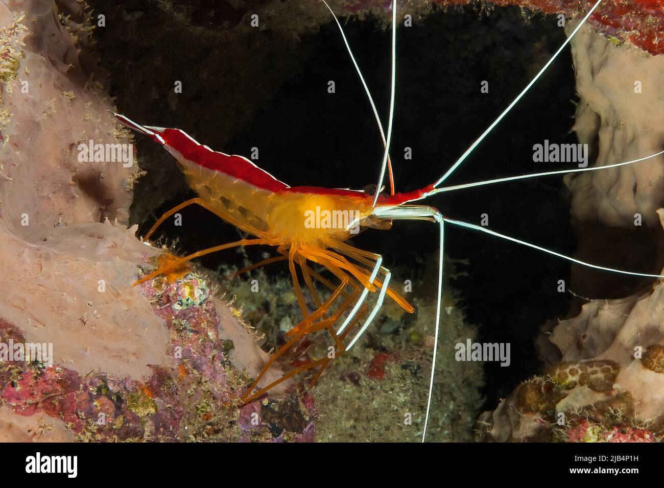 Atlantic white banded cleaner shrimp (Lysmata grabhami), Eastern Atlantic, Canary Islands, Spain Stock Photo