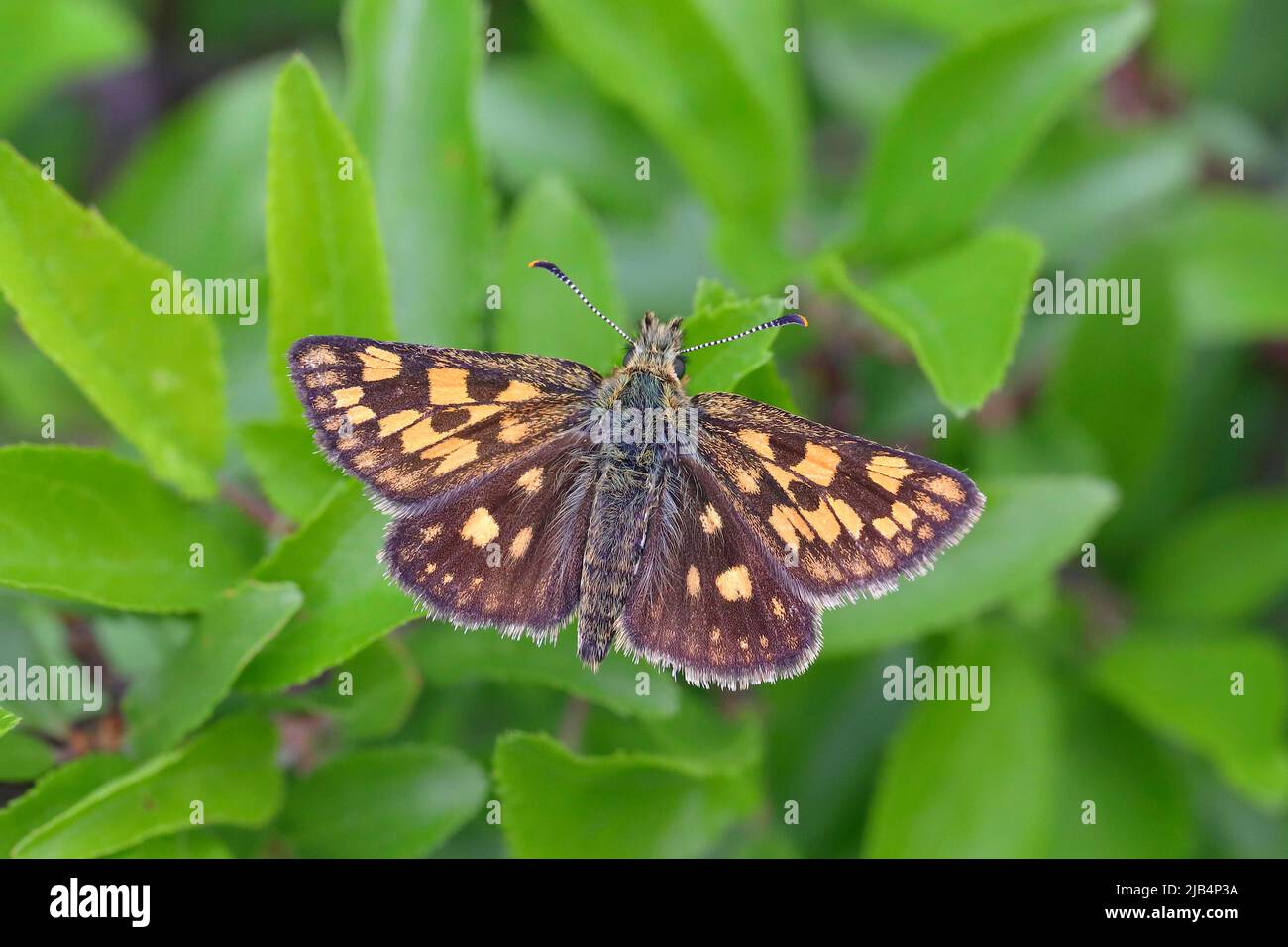 Chequered skipper (Carterocephalus palaemon) sitting in a meadow plant, North Rhine-Westphalia, Germany Stock Photo