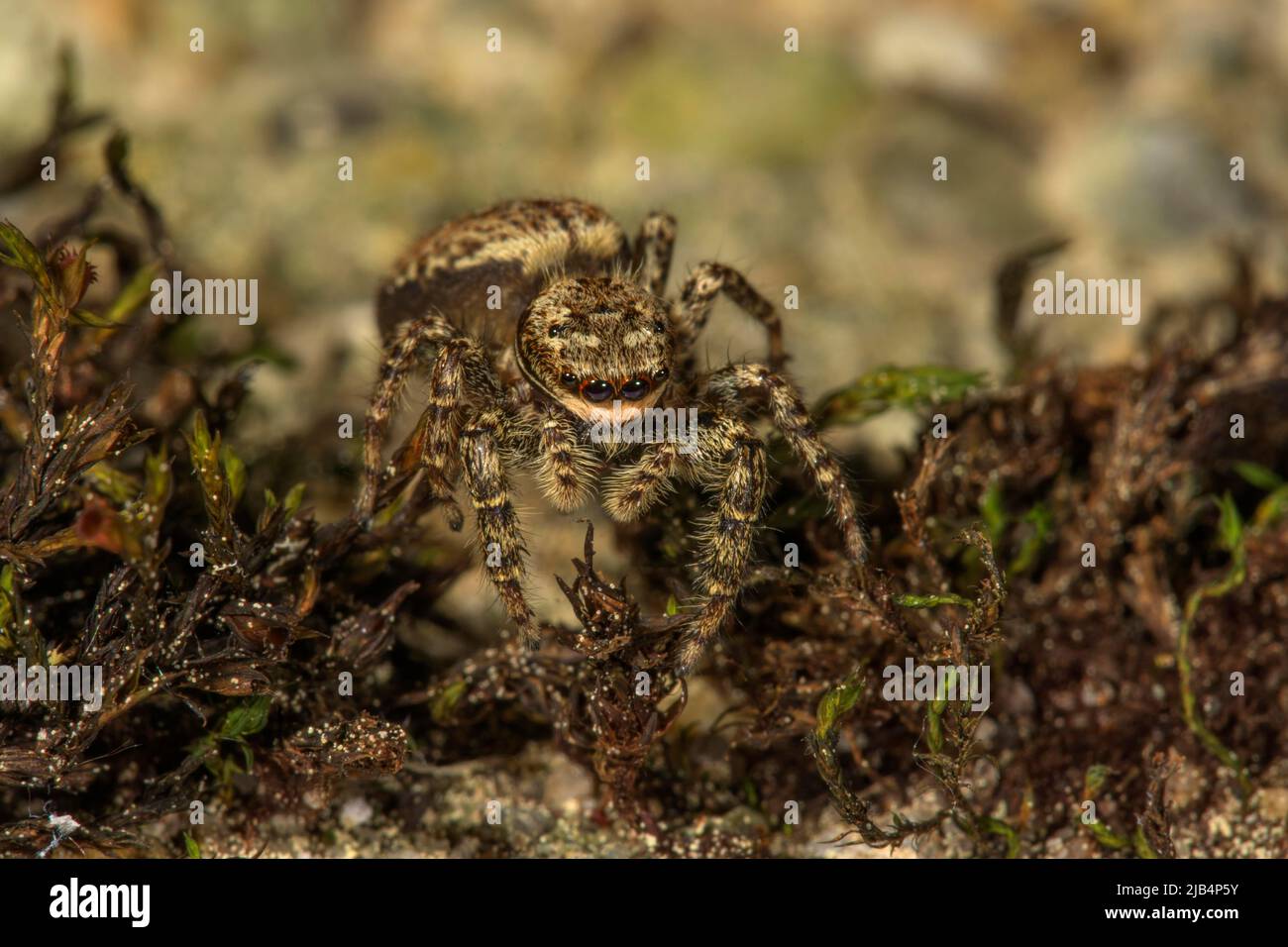 Jumping spider (Marpissa muscosa) female on a moss-covered wall, Baden-Wuerttemberg, Germany Stock Photo