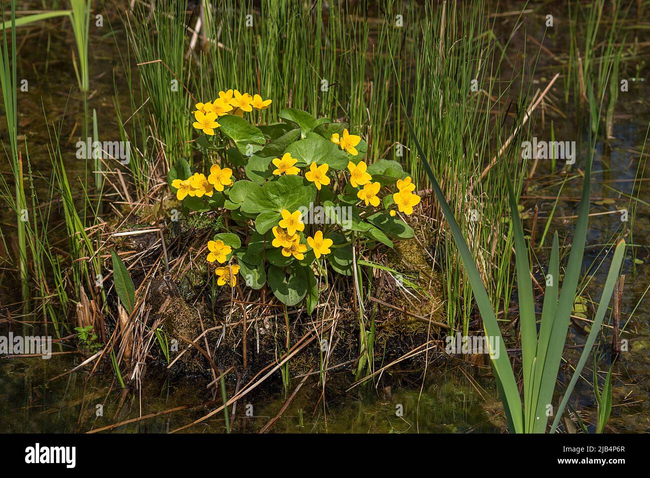 Marsh marigolds (Caltha palustris), Botanical Garden, Erlangen, Middle Franconia, Bavaria, Germany Stock Photo