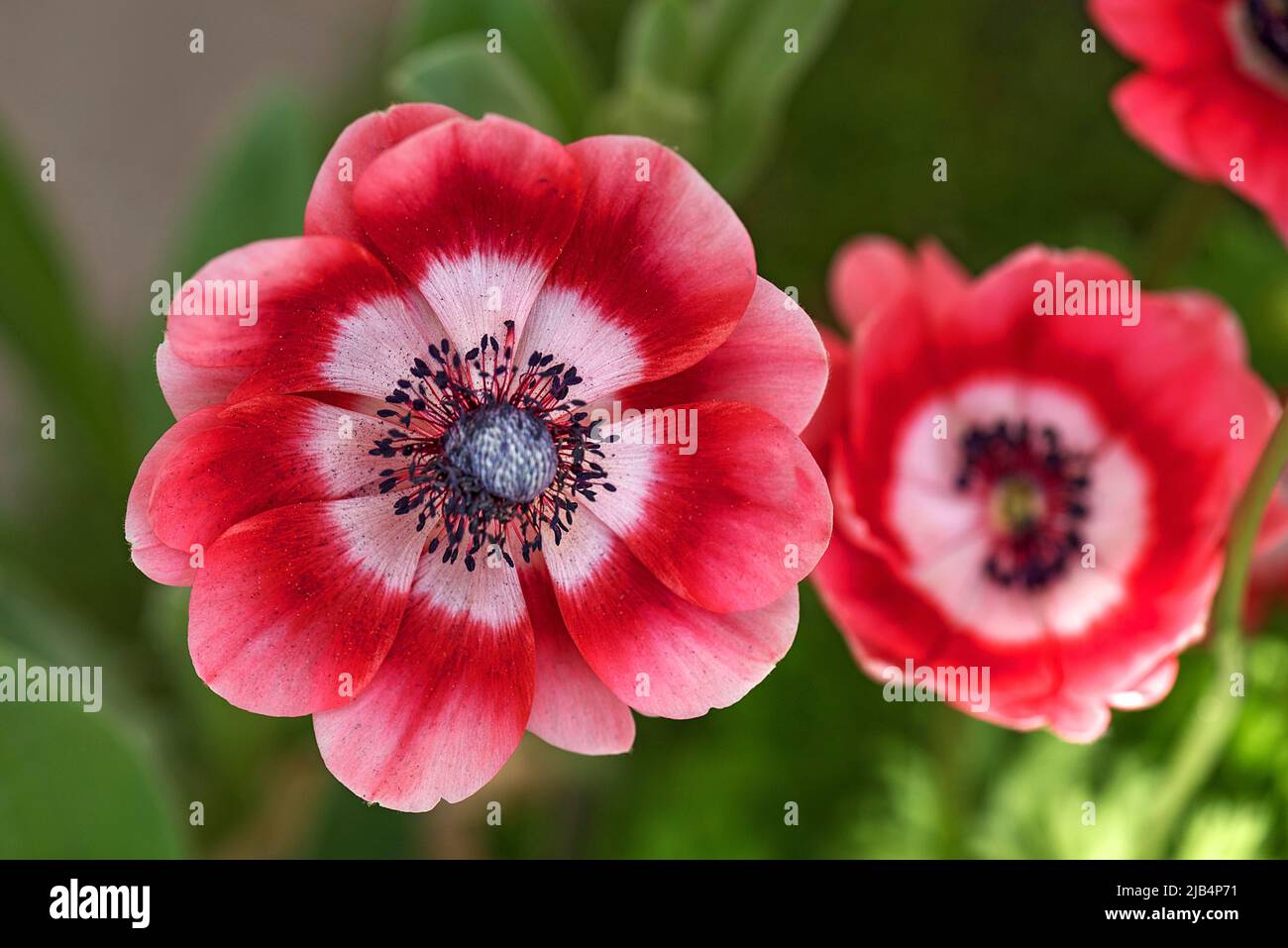 Anemones (Anemone) flowers, Botanical Garden, Erlangen, Middle Franconia, Bavaria, Germany Stock Photo