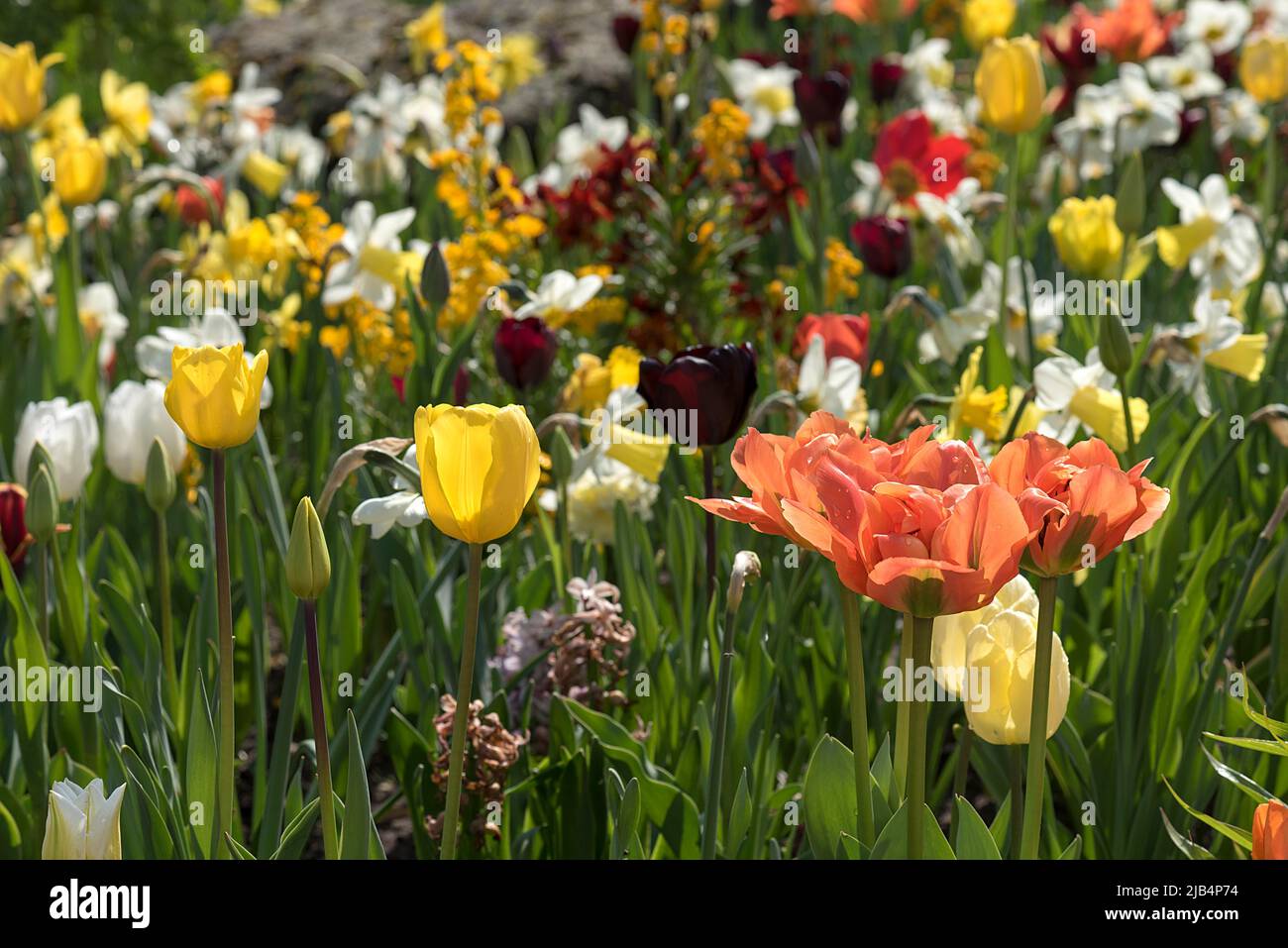 Spring flowers in the Botanical Garden, Erlangen, Middle Franconia, Bavaria, Germany Stock Photo