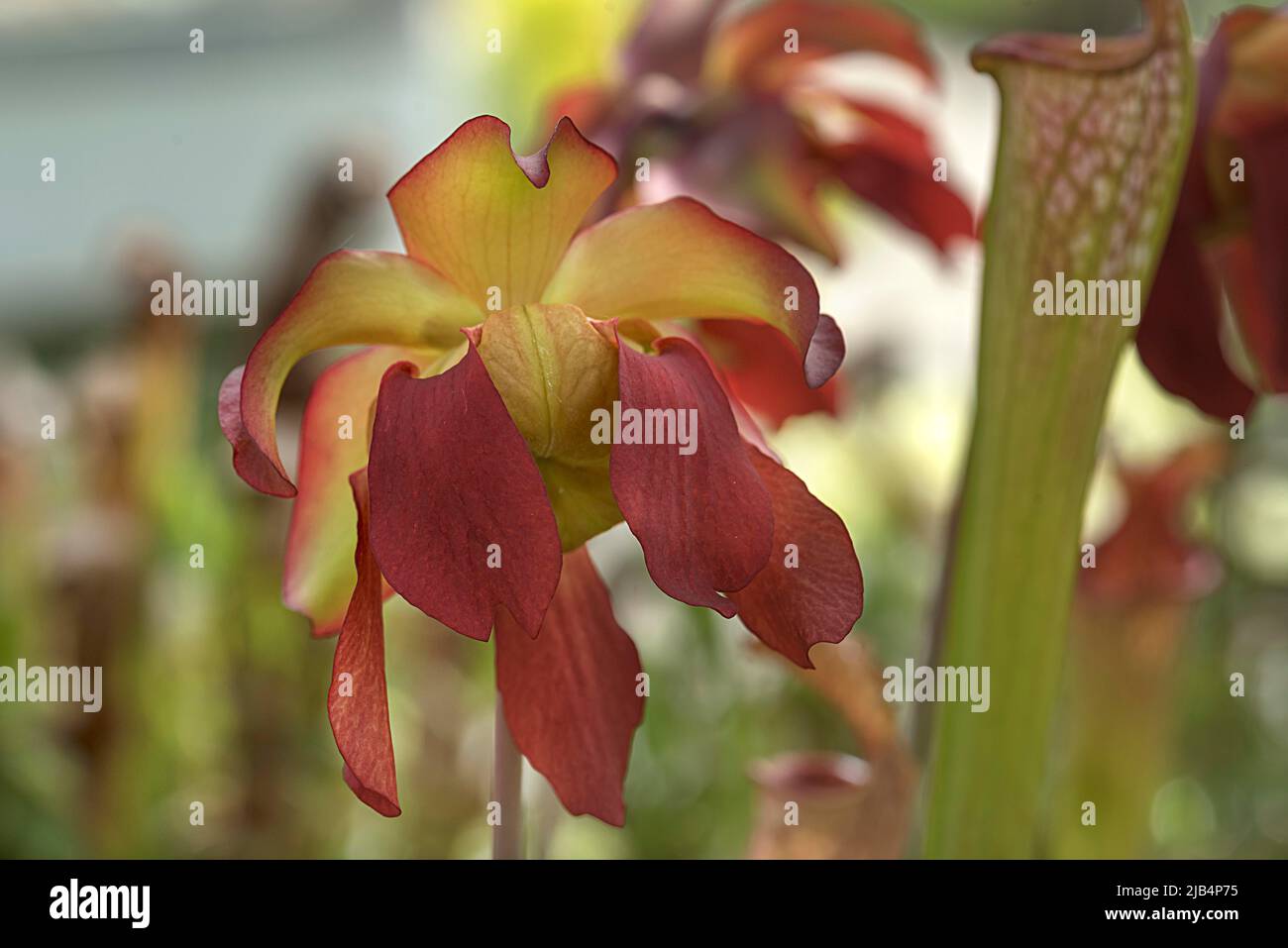 Flower of a white tubular plant (Sarracenia alata), Botanical Garden