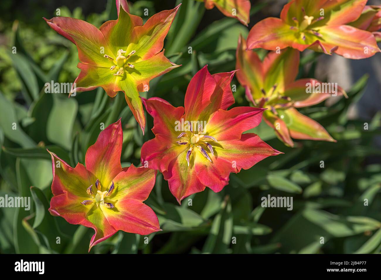 Tulip flowers (Tulipan), Botanical Garden, Erlangen, Middle Franconia