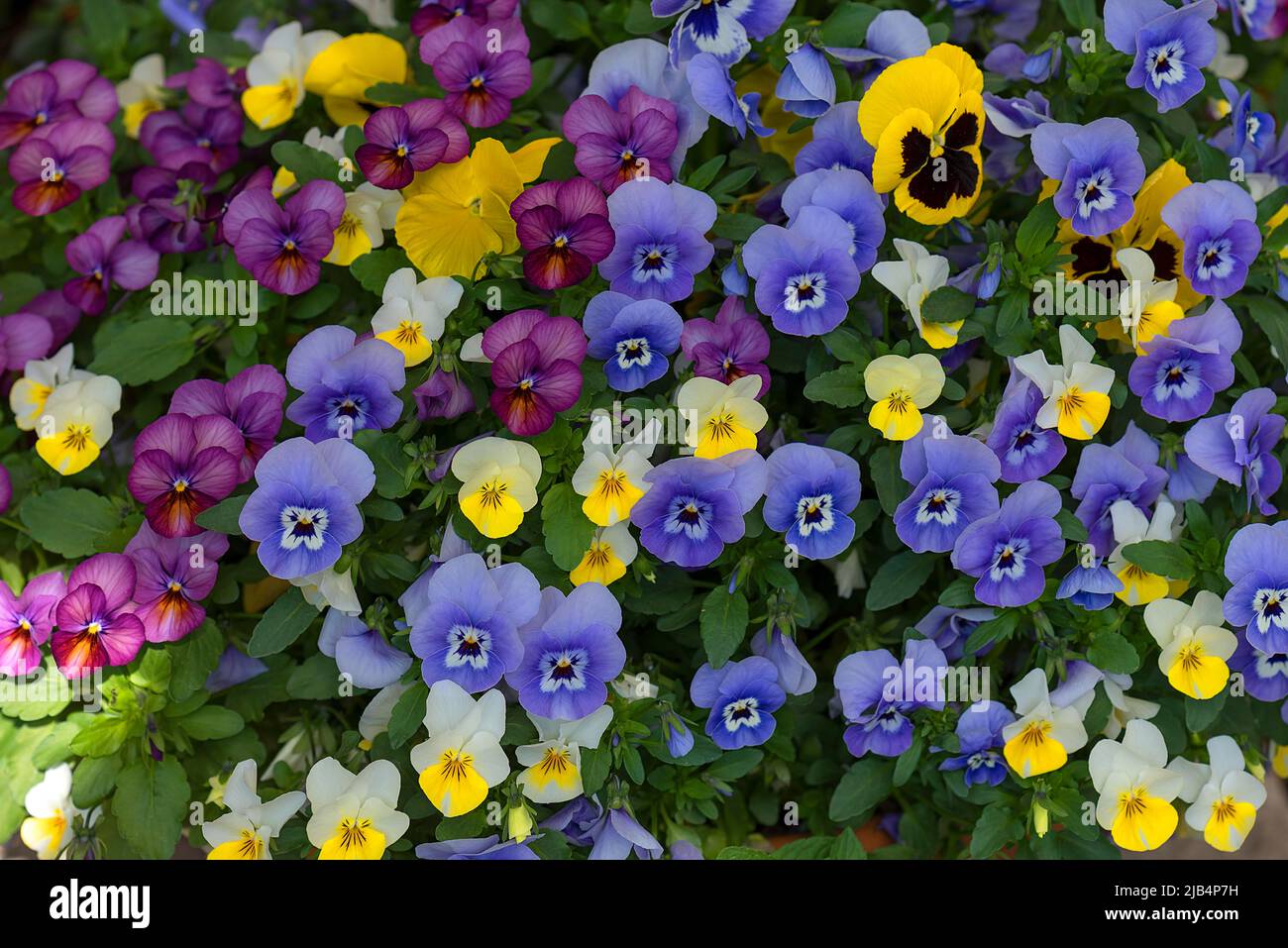Garden pansy (Viola wittrockiana), Botanical Garden, Erlangen, Middle Franconia, Bavaria, Germany Stock Photo