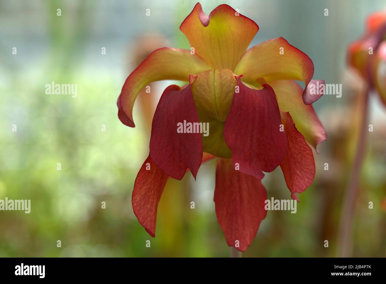 Flower of a white tubular plant (Sarracenia alata), Botanical Garden