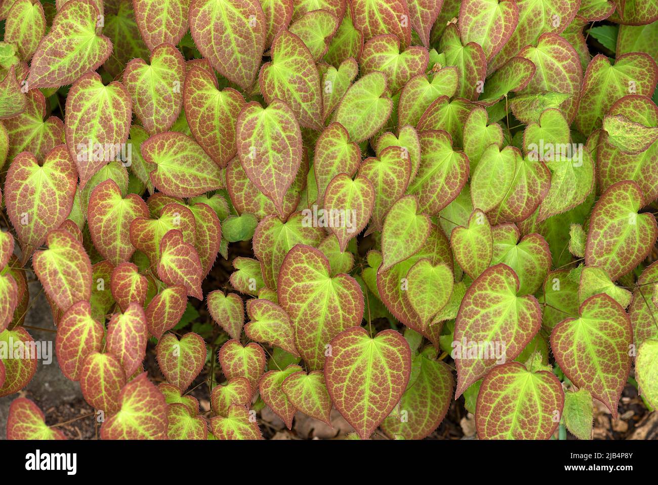 Leaves of the barrenwort (Epimedium), Botanical Garden, Erlangen, Middle Franconia, Bavaria, Germany Stock Photo